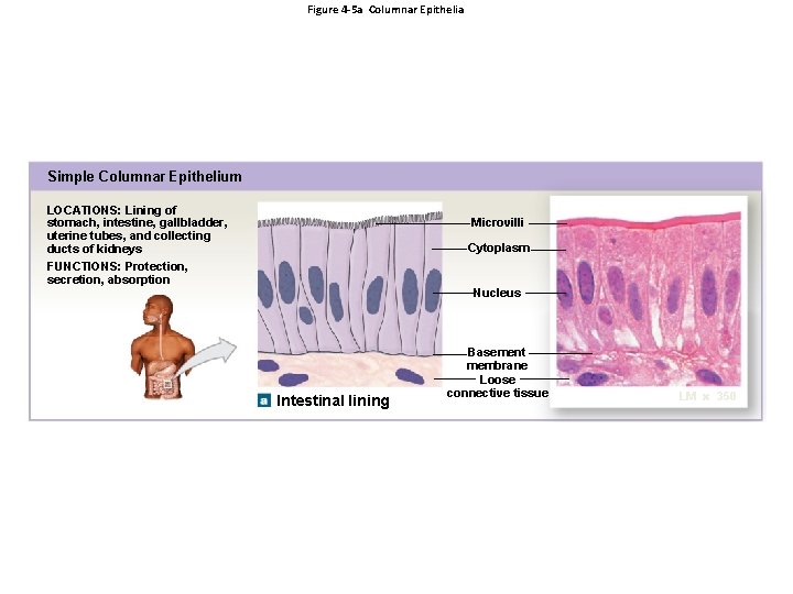Figure 4 -5 a Columnar Epithelia Simple Columnar Epithelium LOCATIONS: Lining of stomach, intestine,