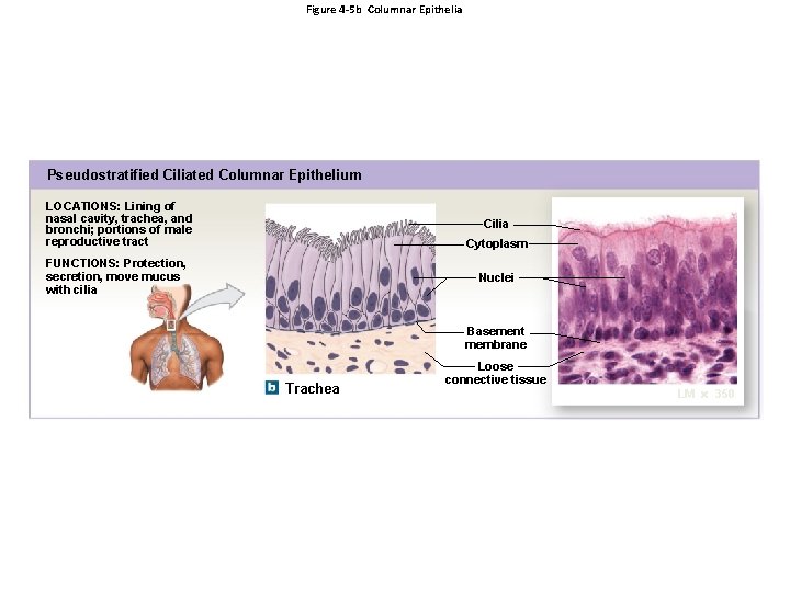 Figure 4 -5 b Columnar Epithelia Pseudostratified Ciliated Columnar Epithelium LOCATIONS: Lining of nasal