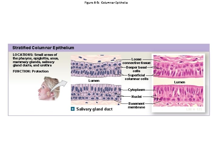 Figure 4 -5 c Columnar Epithelia Stratified Columnar Epithelium LOCATIONS: Small areas of the