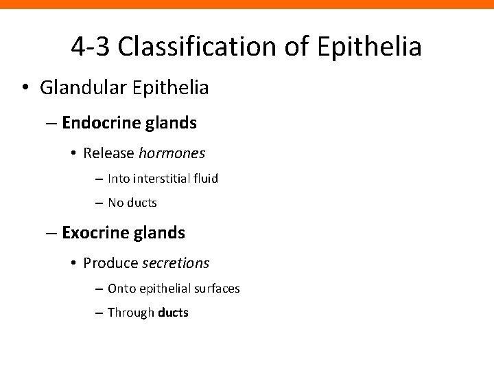 4 -3 Classification of Epithelia • Glandular Epithelia – Endocrine glands • Release hormones