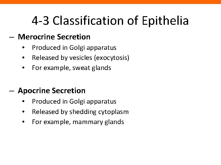 4 -3 Classification of Epithelia – Merocrine Secretion • Produced in Golgi apparatus •