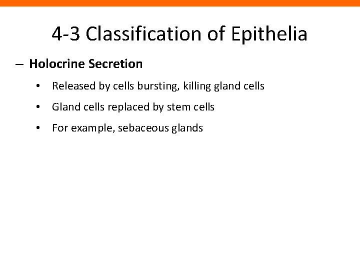 4 -3 Classification of Epithelia – Holocrine Secretion • Released by cells bursting, killing