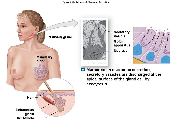 Figure 4 -6 a Modes of Glandular Secretion Secretory vesicle Golgi apparatus Salivary gland