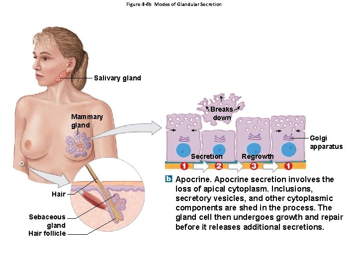 Figure 4 -6 b Modes of Glandular Secretion Salivary gland Mammary gland Breaks down