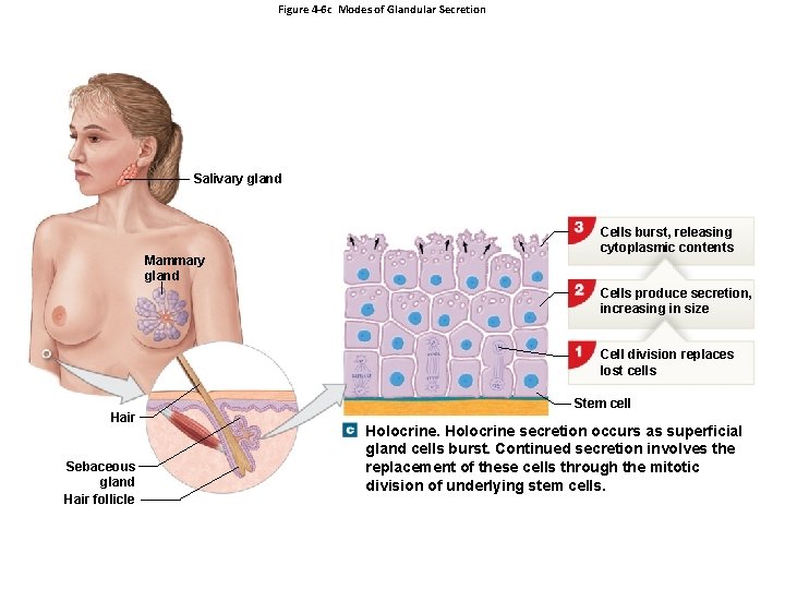 Figure 4 -6 c Modes of Glandular Secretion Salivary gland Mammary gland Cells burst,