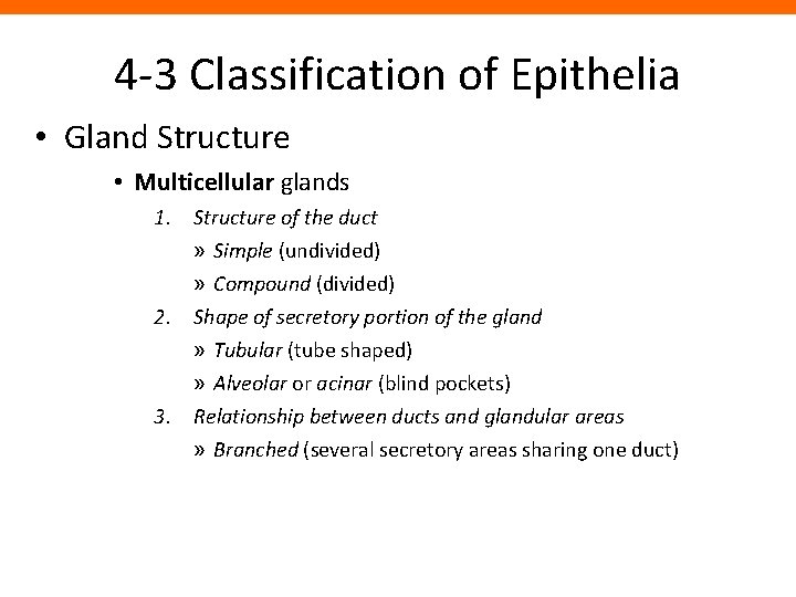4 -3 Classification of Epithelia • Gland Structure • Multicellular glands 1. Structure of