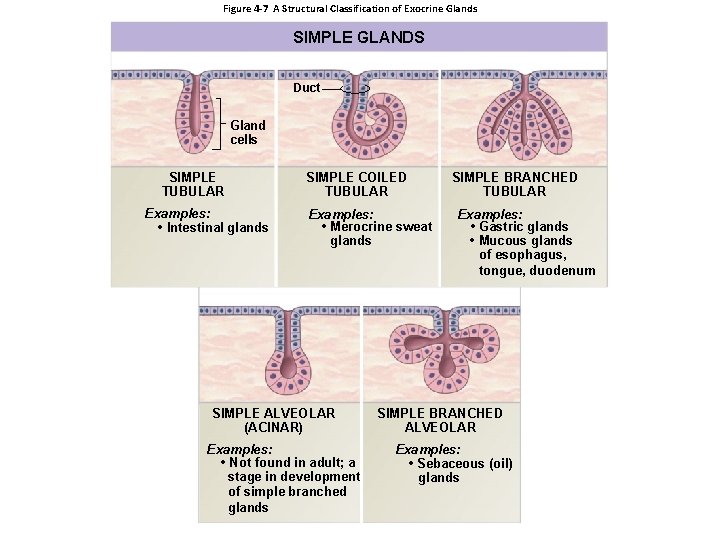 Figure 4 -7 A Structural Classification of Exocrine Glands SIMPLE GLANDS Duct Gland cells