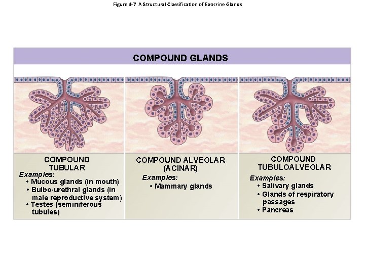 Figure 4 -7 A Structural Classification of Exocrine Glands COMPOUND GLANDS COMPOUND TUBULAR Examples: