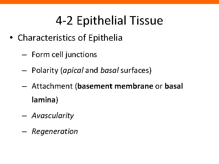 4 -2 Epithelial Tissue • Characteristics of Epithelia – Form cell junctions – Polarity