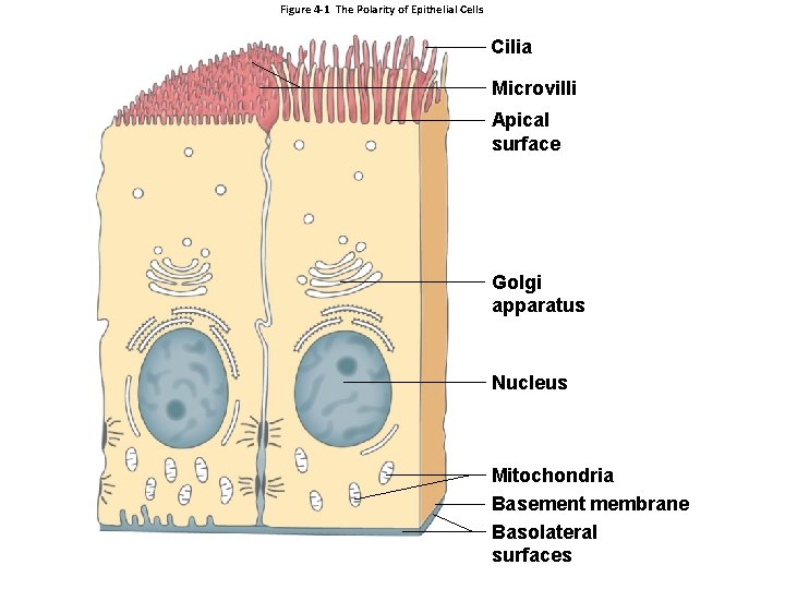 Figure 4 -1 The Polarity of Epithelial Cells Cilia Microvilli Apical surface Golgi apparatus