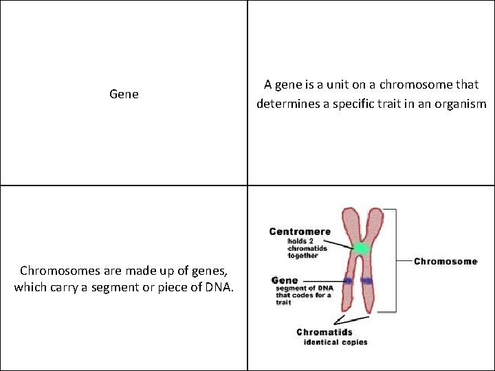 Gene Chromosomes are made up of genes, which carry a segment or piece of