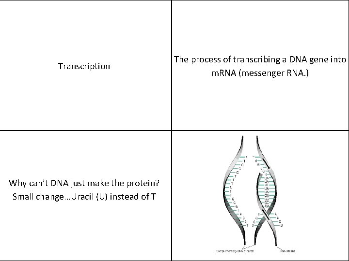 Transcription Why can’t DNA just make the protein? Small change…Uracil (U) instead of T