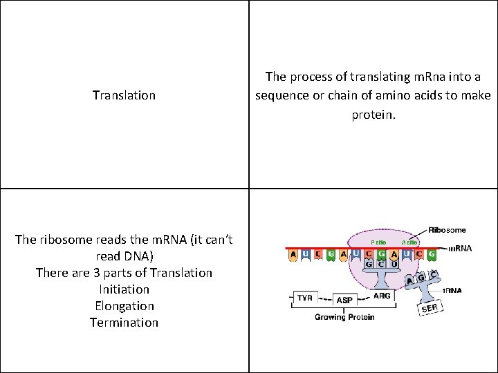 Translation The ribosome reads the m. RNA (it can’t read DNA) There are 3