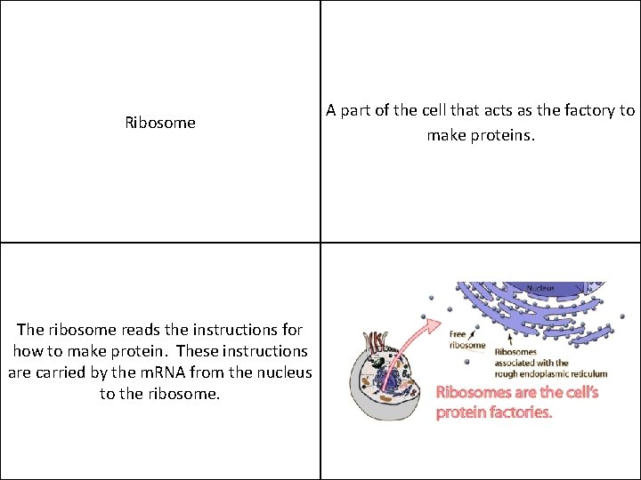 Ribosome The ribosome reads the instructions for how to make protein. These instructions are