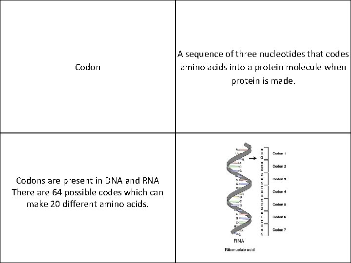 Codons are present in DNA and RNA There are 64 possible codes which can