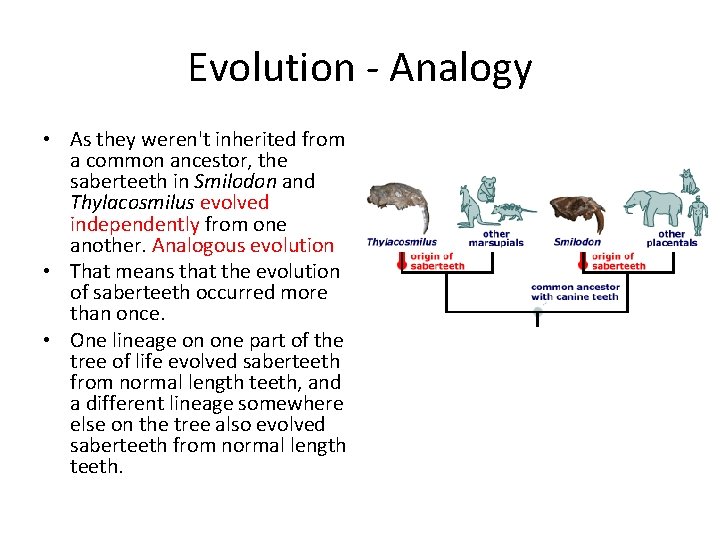 Evolution - Analogy • As they weren't inherited from a common ancestor, the saberteeth