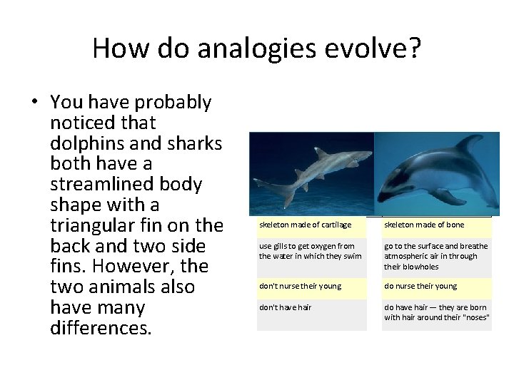 How do analogies evolve? • You have probably noticed that dolphins and sharks both