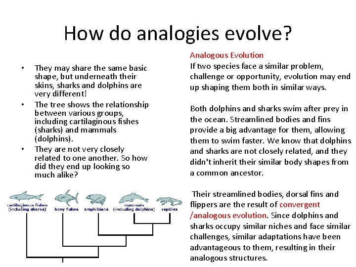 How do analogies evolve? • • • They may share the same basic shape,