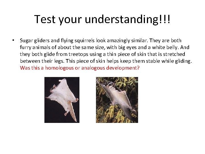 Test your understanding!!! • Sugar gliders and flying squirrels look amazingly similar. They are