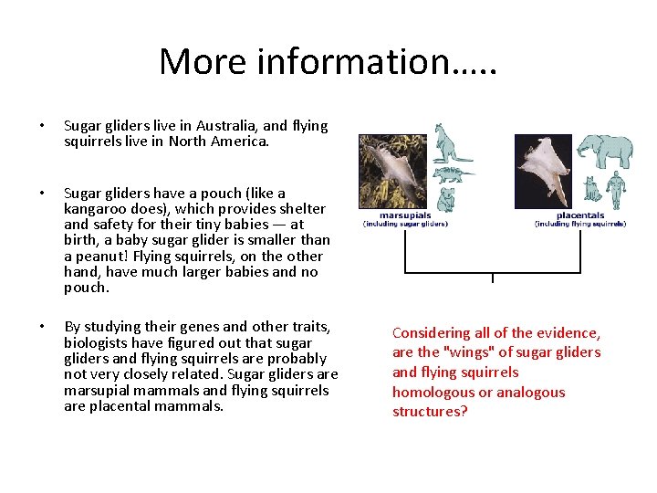 More information…. . • Sugar gliders live in Australia, and flying squirrels live in