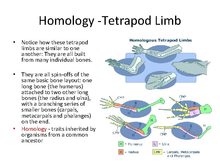 Homology -Tetrapod Limb • Notice how these tetrapod limbs are similar to one another: