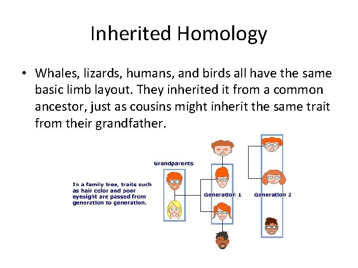 Inherited Homology • Whales, lizards, humans, and birds all have the same basic limb
