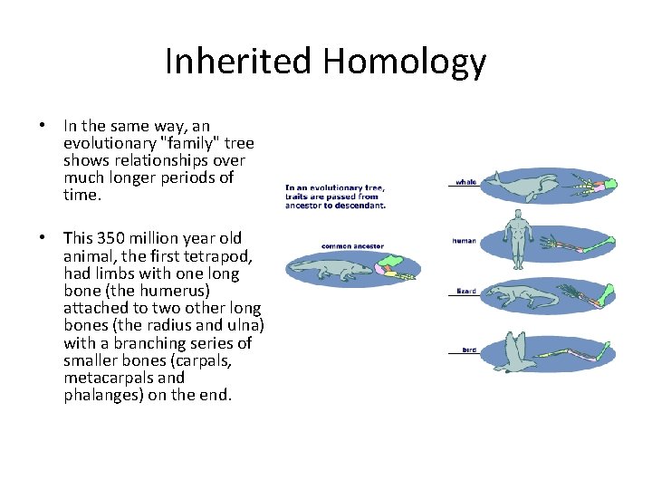Inherited Homology • In the same way, an evolutionary "family" tree shows relationships over