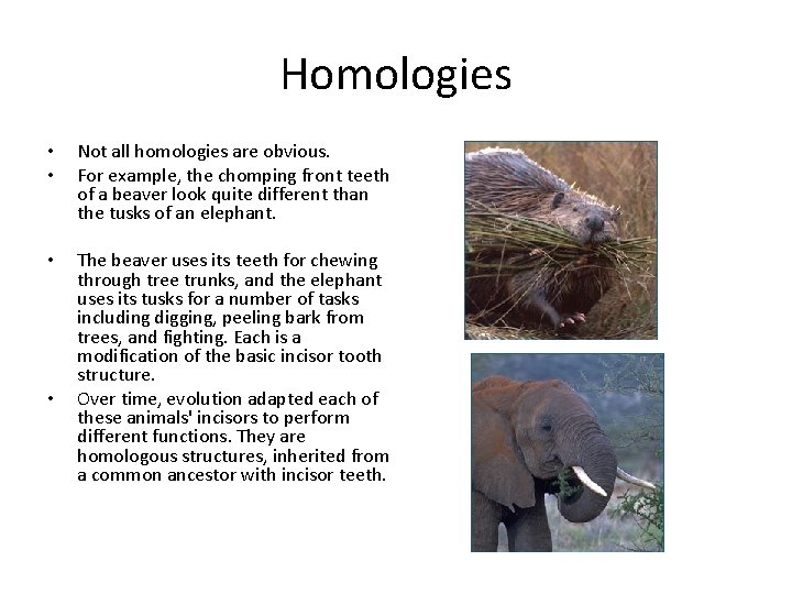 Homologies • • Not all homologies are obvious. For example, the chomping front teeth