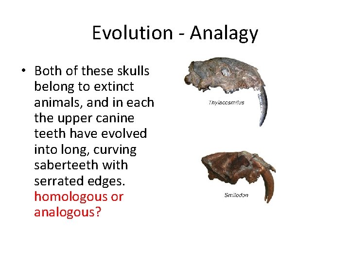 Evolution - Analagy • Both of these skulls belong to extinct animals, and in