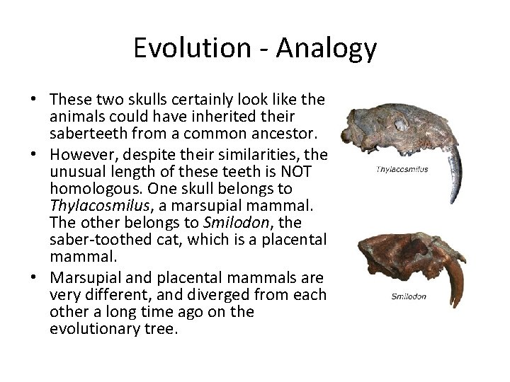 Evolution - Analogy • These two skulls certainly look like the animals could have