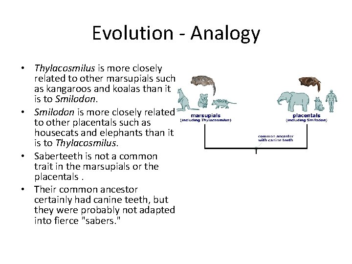 Evolution - Analogy • Thylacosmilus is more closely related to other marsupials such as