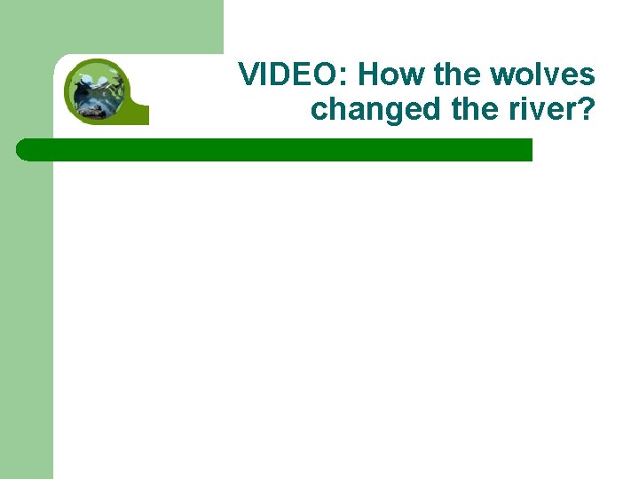 VIDEO: How the wolves changed the river? 