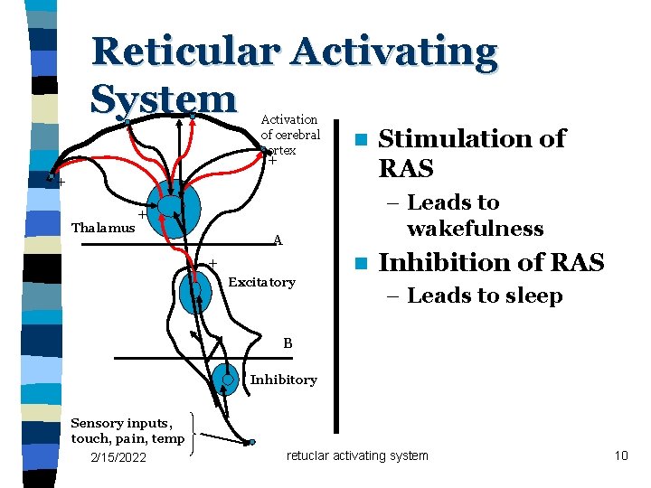 Reticular Activating System Activation of cerebral cortex + n + Thalamus Stimulation of RAS