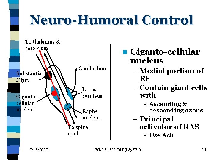 Neuro-Humoral Control To thalamus & cerebrum Substantia Nigra Gigantocellular nucleus n Cerebellum Locus ceruleus