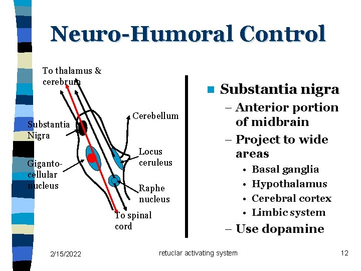 Neuro-Humoral Control To thalamus & cerebrum Substantia Nigra Gigantocellular nucleus n Cerebellum Locus ceruleus