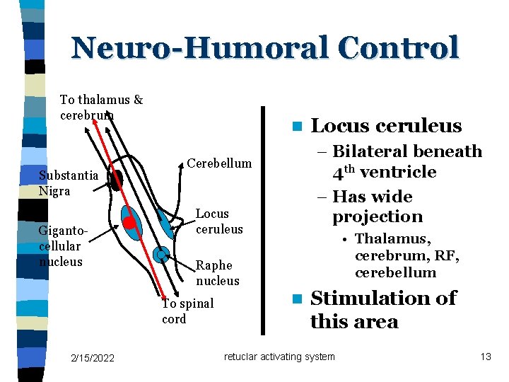 Neuro-Humoral Control To thalamus & cerebrum Substantia Nigra Gigantocellular nucleus n 2/15/2022 – Bilateral