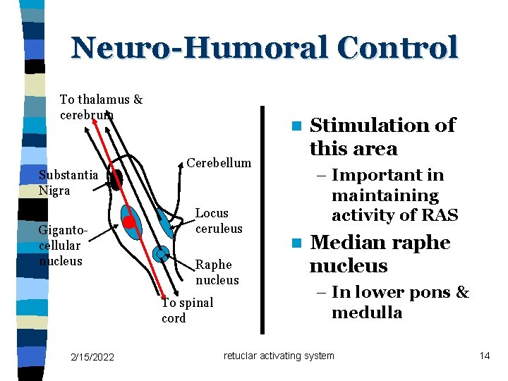 Neuro-Humoral Control To thalamus & cerebrum Substantia Nigra Gigantocellular nucleus n Cerebellum Locus ceruleus