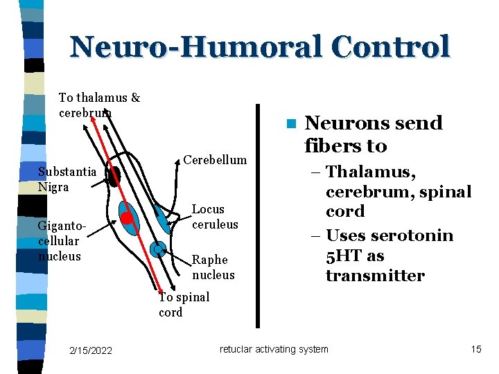 Neuro-Humoral Control To thalamus & cerebrum Substantia Nigra Gigantocellular nucleus n Cerebellum Locus ceruleus