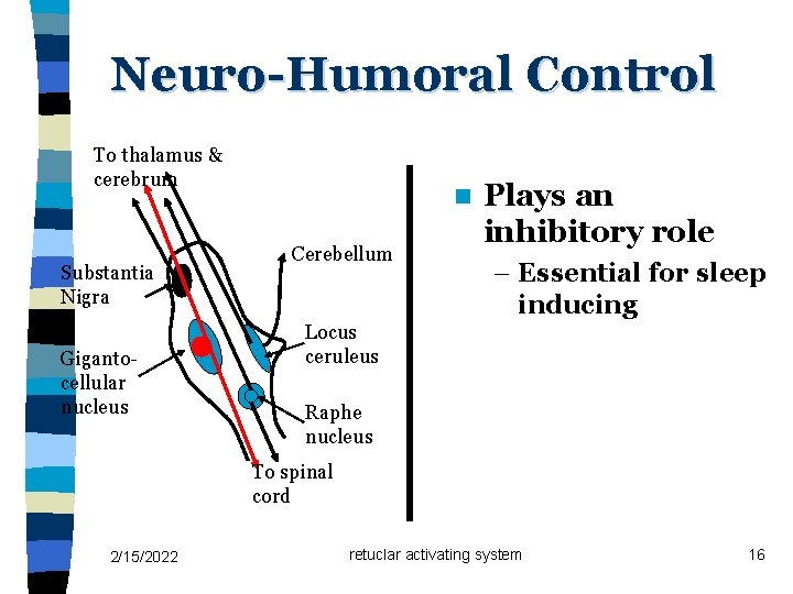 Neuro-Humoral Control To thalamus & cerebrum Substantia Nigra Gigantocellular nucleus n Cerebellum Plays an