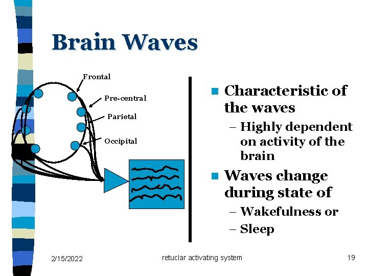 Brain Waves Frontal Pre-central n Parietal Characteristic of the waves – Highly dependent on