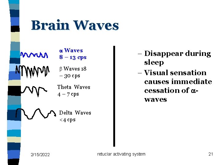 Brain Waves 8 – 13 cps Waves 18 – 30 cps Theta Waves 4