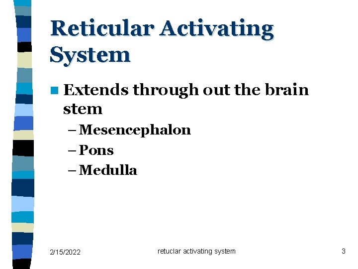 Reticular Activating System n Extends through out the brain stem – Mesencephalon – Pons