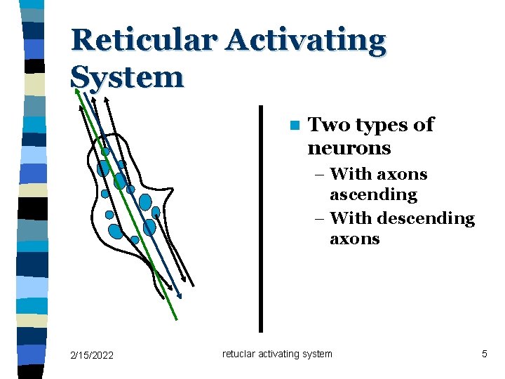 Reticular Activating System n Two types of neurons – With axons ascending – With