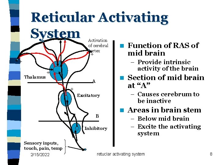 Reticular Activating System Activation of cerebral cortex n + + Thalamus – Provide intrinsic