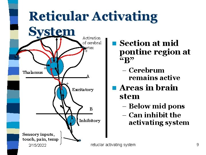 Reticular Activating System Activation of cerebral cortex n + + Thalamus + – Cerebrum