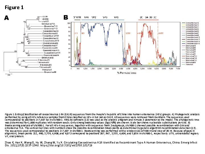 Figure 1. &nbsp; Classification of coxsackievirus 16 A (CA 16) sequences from the People’s
