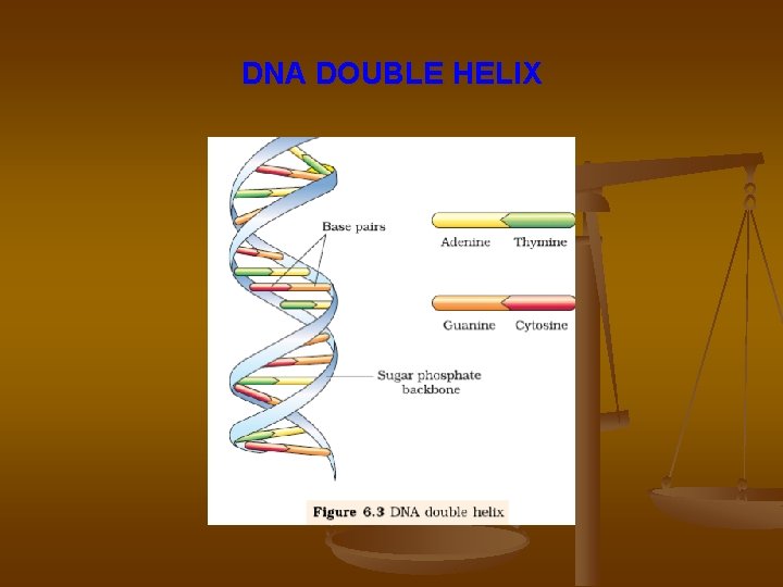 DNA DOUBLE HELIX 