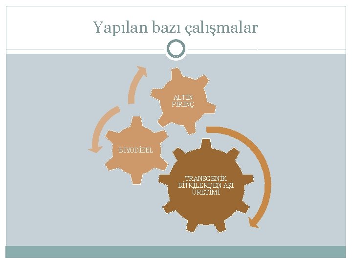 Yapılan bazı çalışmalar ALTIN PİRİNÇ BİYODİZEL TRANSGENİK BİTKİLERDEN AŞI ÜRETİMİ 