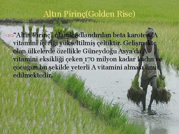 Altın Pirinç(Golden Rise) “Altın Pirinç” olarak adlandırılan beta karoten/A vitamini içeriği yükseltilmiş çeltiktir. Gelişmekte