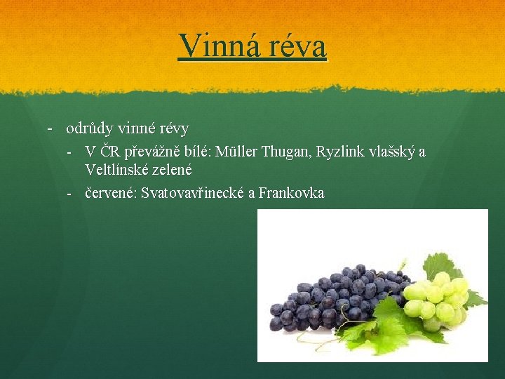 Vinná réva - odrůdy vinné révy - V ČR převážně bílé: Müller Thugan, Ryzlink